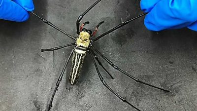 Fibra óptica de seda de araña para uso biomédico