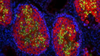 Científicos suizos consiguen que ratones estériles produzcan esperma de rata