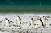 Estudio genético revela evolución de pingüinos hacia ambientes marinos