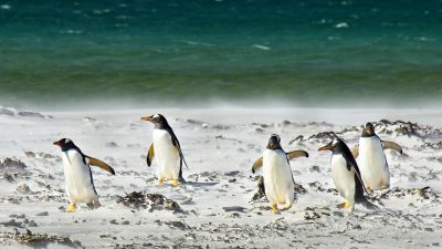 Estudio genético revela evolución de pingüinos hacia ambientes marinos