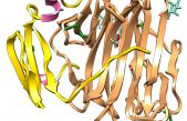 Identifican una molécula que podría servir para tratar la celiaquía