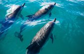 Los delfines tienen relaciones sexuales con sus rivales para evitar conflictos e instaurar la paz