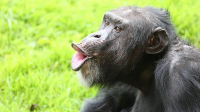 La pérdida de la membrana vocal facilitó que los humanos hablásemos