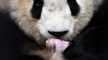 Nacen dos crías de oso panda gigante en el zoológico de la provincia china de Shaanxi