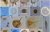 Reconstruida la historia evolutiva de la diversidad microbiana en los últimos 2.000 millones de años