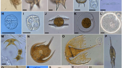 Reconstruida la historia evolutiva de la diversidad microbiana en los últimos 2.000 millones de años