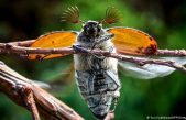 Descubren el mecanismo que regenera las alas de los insectos cuando se dañan