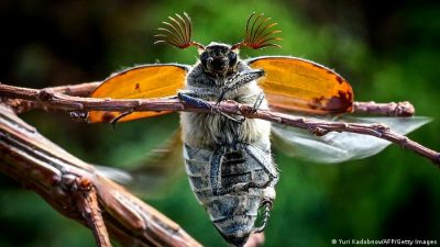 Descubren el mecanismo que regenera las alas de los insectos cuando se dañan
