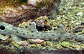 Descubren un extraño tiburón australiano con patas que camina sobre la Gran Arrecife de Coral