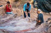 Hallan en Portugal restos fósiles del que podría ser el mayor dinosaurio jamás encontrado en Europa