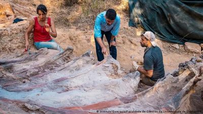 Hallan en Portugal restos fósiles del que podría ser el mayor dinosaurio jamás encontrado en Europa