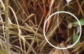 ¿Quién es el ‘hombre del agujero’? El último miembro de una tribu en Brasil que vivó aislado durante 26 años