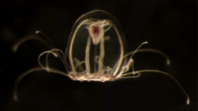 Un equipo de investigadores de la Universidad de Oviedo descifra el genoma de la medusa inmortal