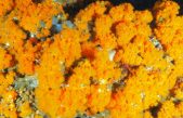 Restauración de corales naranjas en el mediterráneo, un caso de éxito