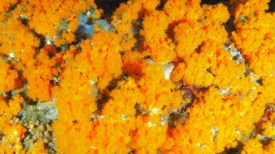 Restauración de corales naranjas en el mediterráneo, un caso de éxito