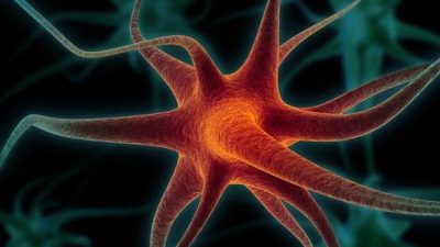 Descubren un nuevo tipo de sinapsis en el cerebro