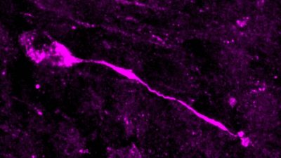 Los humanos modernos generan más neuronas que los neandertales por un cambio genómico