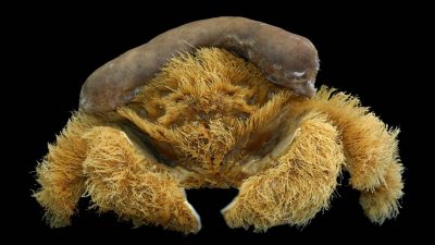 Hallan un cangrejo que usa esponjas como sombrero para protegerse de sus depredadores