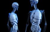 A un paso de hacer “crecer” nuevos órganos en el cuerpo humano