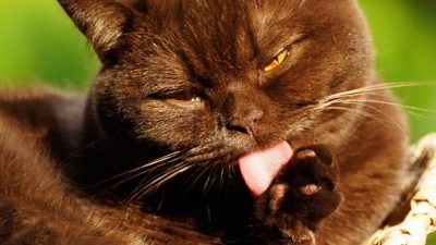 Los gatos lamen a sus dueños y otros animales para estrechar sus vínculos con ellos