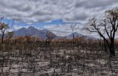 Beneficios de no cortar los árboles después de un incendio