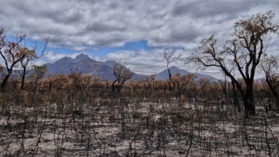 Beneficios de no cortar los árboles después de un incendio