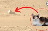 El rover Perseverance de la NASA capta un «gato» en Marte
