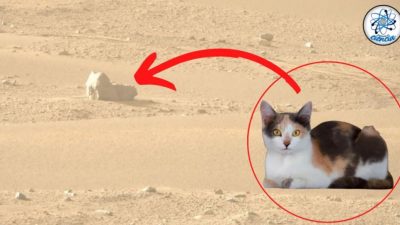 El rover Perseverance de la NASA capta un «gato» en Marte