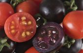 Tomates de color púrpura modificados genéticamente