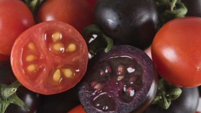 Tomates de color púrpura modificados genéticamente