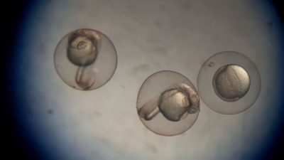 Científicos austriacos descubren el secreto de la formación de un embrión