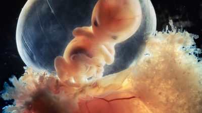 El sistema nervioso es el primero que se desarrolla
