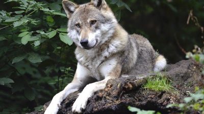 Los lobos también muestran apego hacia los humanos