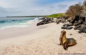 Científicos “siembran” corales para restaurar ecosistemas en las Islas Galápagos