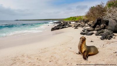 Científicos “siembran” corales para restaurar ecosistemas en las Islas Galápagos