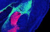 Una sola molécula cerebral decide si sufrimos o disfrutamos