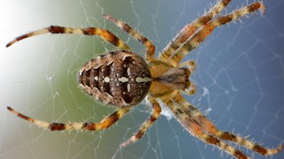 La desinformación alimenta el pánico a las arañas