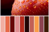 Paletter: Cómo generar paletas de colores con una imagen