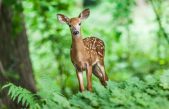 Día Mundial de los Animales
