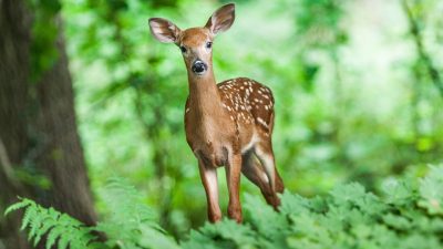 Día Mundial de los Animales