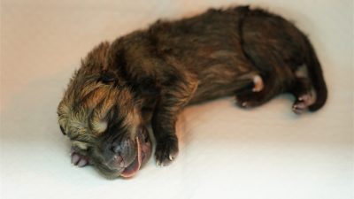 Nace segundo clon de lobo ártico
