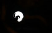 Las espectaculares fotos que deja la ‘luna del cazador’
