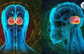 Se ha descubierto una nueva función del cerebelo que era totalmente desconocida para la ciencia