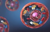 Descubren el yin-yang molecular de las células humanas