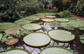 El misterio del nenúfar gigante que nace hembra y muere macho