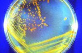 Más probabilidades de que microbios marcianos hayan sobrevivido hasta hoy