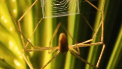 Telaraña rectangular hecha por una araña