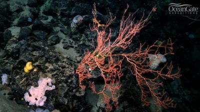 Resuelto un misterio del Titanic después de 26 años