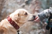 Los perros huelen nuestro estado de ánimo