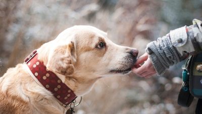 Los perros huelen nuestro estado de ánimo